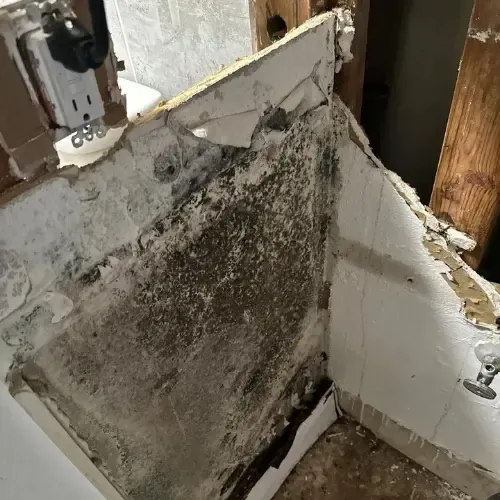 Photo shows a mold infested cabinet at a job site. The owner asked us for our mold remediation services